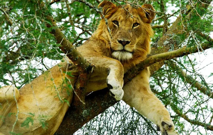 4-Day Queen Elizabeth National Park Safari